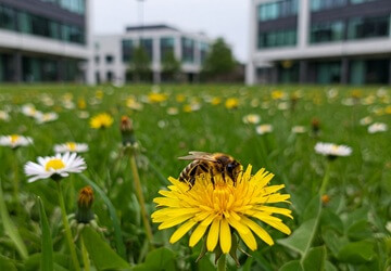pszczola na firmowej lace kwietnej