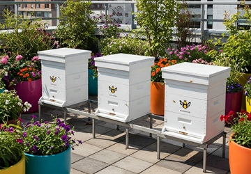 pasieka firmowa na dachu